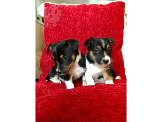 Εκπληκτικά κουτάβια Jack Russell